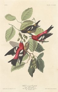 Beyaz kanatlı Crossbill, 1837. by Robert Havell
