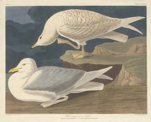 Beyaz kanatlı Simli Martı, 1835. by Robert Havell