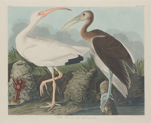 Beyaz Ibis, 1834. by Robert Havell