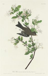 Ahşap Pewee, 1831. by Robert Havell