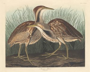 amerikan acı by Robert Havell after John James Audubon