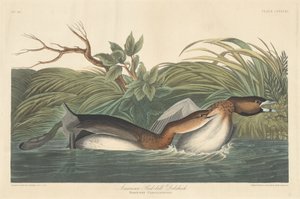 Amerikan Pied-Bill Dobchick by Robert Havell after John James Audubon