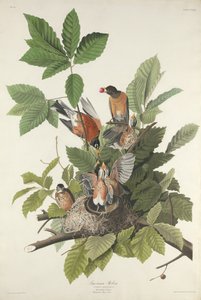 Amerikan Robin by Robert Havell after John James Audubon