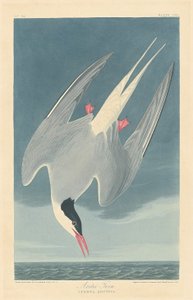 Kuzey sumrusu by Robert Havell after John James Audubon