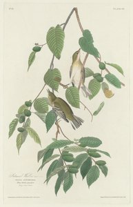 sonbahar ötleğen by Robert Havell after John James Audubon