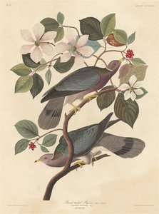 Bant kuyruklu güvercin by Robert Havell after John James Audubon