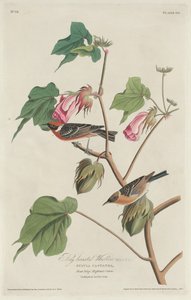 defne göğüslü ötleğen by Robert Havell after John James Audubon