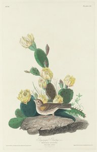 defne kanatlı kiraz kuşu by Robert Havell after John James Audubon