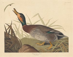 bemaulated ördek by Robert Havell after John James Audubon