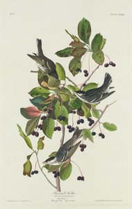 Kara Havuz Ötleğen by Robert Havell after John James Audubon
