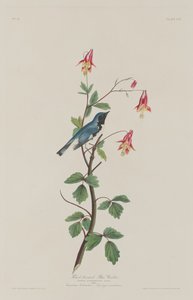 Kara boğazlı Mavi Ötleğen by Robert Havell after John James Audubon