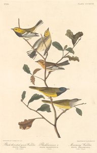 Kara boğazlı Yeşil Ötleğen, Blackburnian Ötleğen ve Yas Ötleğen by Robert Havell after John James Audubon