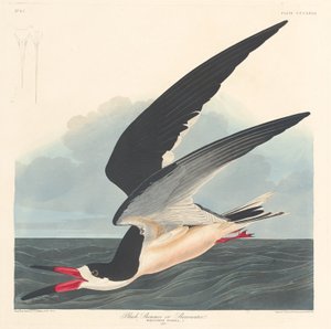 siyah sıyırıcı by Robert Havell after John James Audubon