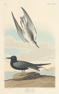 siyah sumru by Robert Havell after John James Audubon
