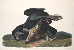 kara akbaba by Robert Havell after John James Audubon