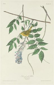 Mavi gözlü Sarı Ötleğen by Robert Havell after John James Audubon