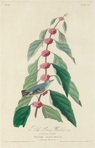 Mavi-yeşil Ötleğen by Robert Havell after John James Audubon