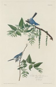 Mavi-gri Sinekkapan by Robert Havell after John James Audubon