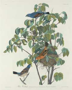 mavi grosgaga by Robert Havell after John James Audubon