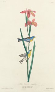 Mavi Sarı Sırtlı Ötleğen by Robert Havell after John James Audubon