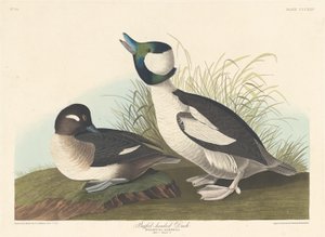 Buffel kafalı ördek by Robert Havell after John James Audubon