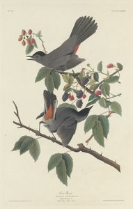 kedi kuş by Robert Havell after John James Audubon