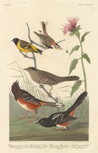 Kestane rengi Finch, Kara başlı Siskin, Kara Taç Kiraz Kuşu ve Arktik Yer İspinozu
