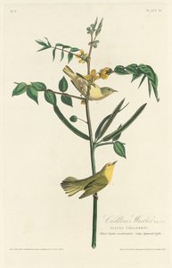 çocuk ötleğen by Robert Havell after John James Audubon