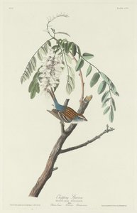 yontma serçesi by Robert Havell after John James Audubon