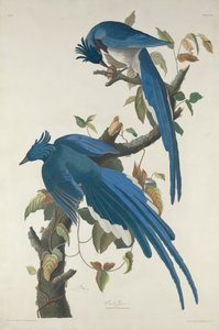 kolombiya alakargası by Robert Havell after John James Audubon