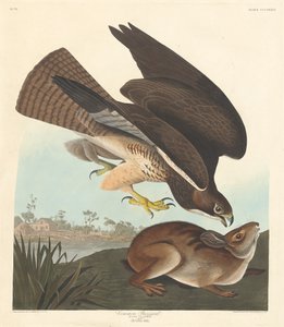 Ortak şahin by Robert Havell after John James Audubon