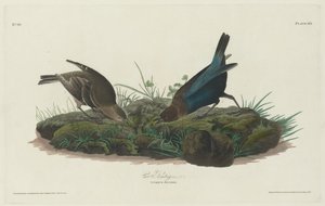 inek kiraz kuşu by Robert Havell after John James Audubon