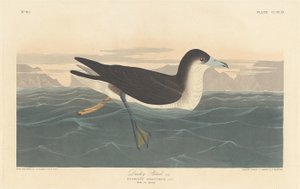 gölgeli kuş by Robert Havell after John James Audubon