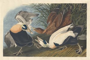 Eider Ördeği by Robert Havell after John James Audubon
