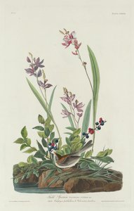 Tarla serçesi by Robert Havell after John James Audubon