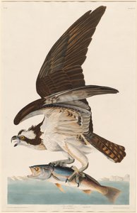 Balık Şahin by Robert Havell after John James Audubon