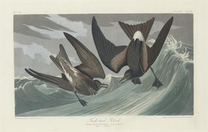 çatal kuyruklu kuş by Robert Havell after John James Audubon