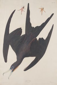 Fırkateyn Pelikan by Robert Havell after John James Audubon