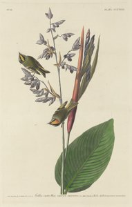 Altın Tepeli Çalıkuşu by Robert Havell after John James Audubon