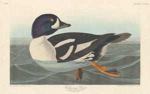 Altın gözlü ördek by Robert Havell after John James Audubon