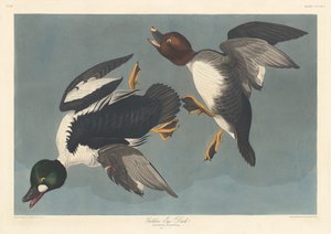 Altın gözlü ördek by Robert Havell after John James Audubon