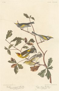Altın kanatlı ötleğen ve Cape May ötleğen by Robert Havell after John James Audubon