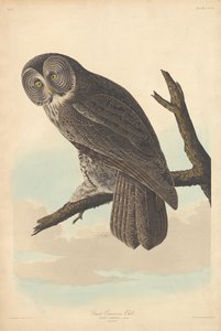 Büyük Cinereous Baykuş by Robert Havell after John James Audubon