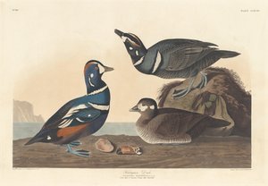 alacalı ördek by Robert Havell after John James Audubon