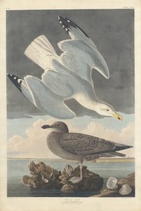 ringa martı by Robert Havell after John James Audubon
