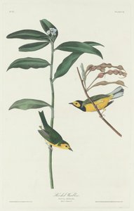 Kapşonlu Ötleğen by Robert Havell after John James Audubon