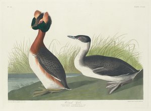 Boynuzlu Bataklık by Robert Havell after John James Audubon