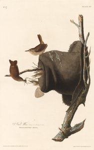 ev çalıkuşu by Robert Havell after John James Audubon