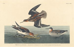 Hiperborean Falarop by Robert Havell after John James Audubon