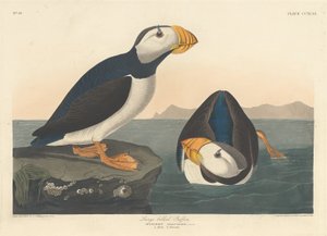 Büyük gagalı Puffin